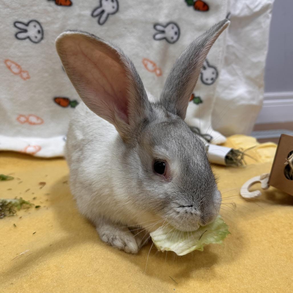 Pikachu, a Adoptable Bunny Rabbit in Puslinch, ON image 5/5