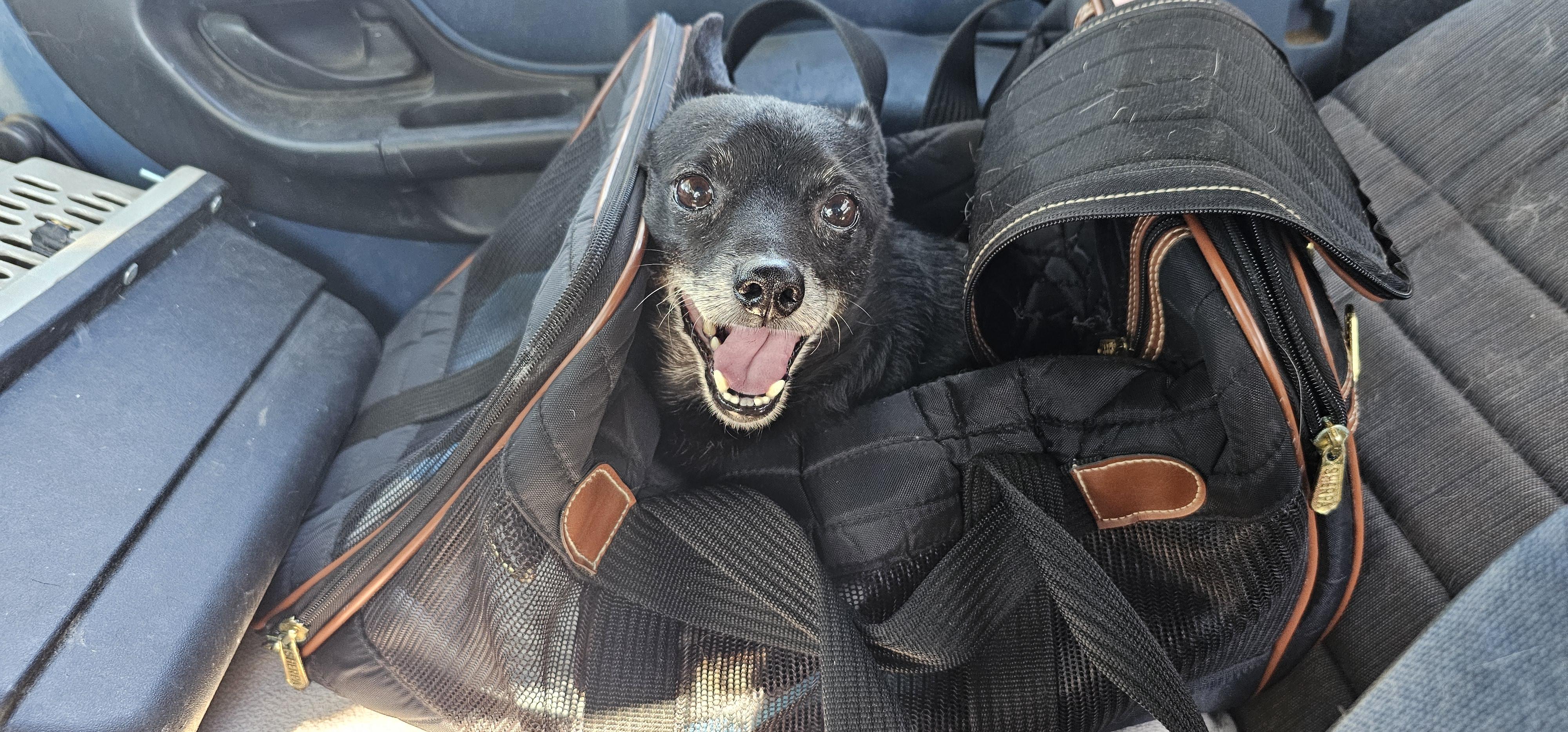 Rocky, Adoptable, Senior Male Chihuahua.