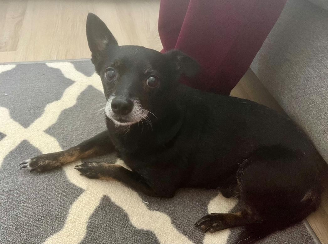 Enlarge Rocky, an adoptable Chihuahua in Dallas, TX image 6/6