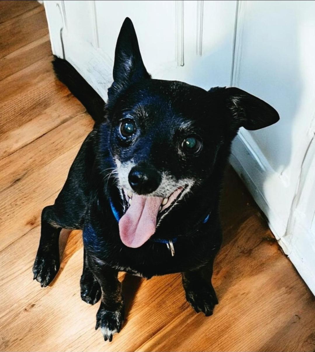 Enlarge Rocky, an adoptable Chihuahua in Dallas, TX image 1/6