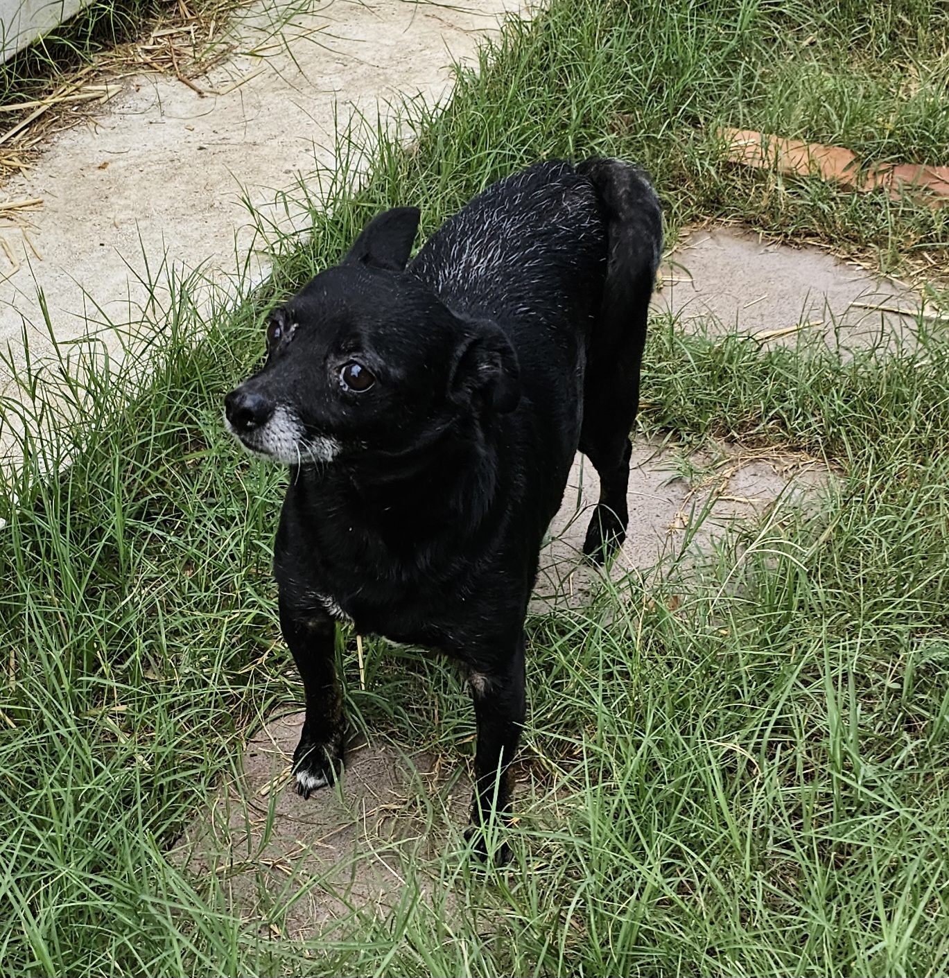 Enlarge Rocky, a Adoptable Chihuahua in Dallas, TX image 4/5