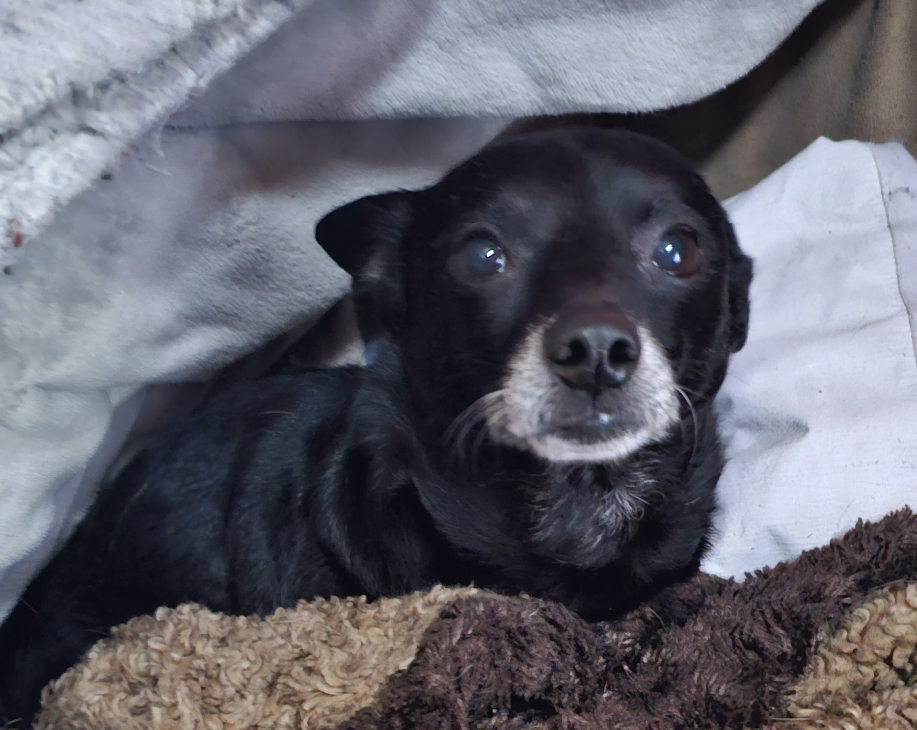 Enlarge Rocky, a Adoptable Chihuahua in Dallas, TX image 5/5