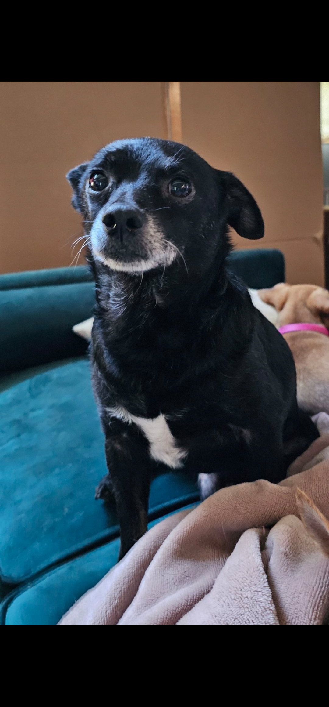 Enlarge Rocky, a Adoptable Chihuahua in Dallas, TX image 3/5