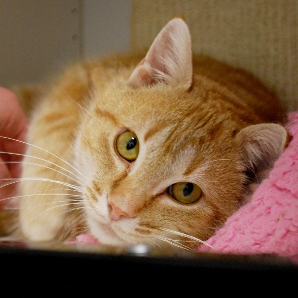 Aizen, Adoptable, Adult Male Domestic Medium Hair.