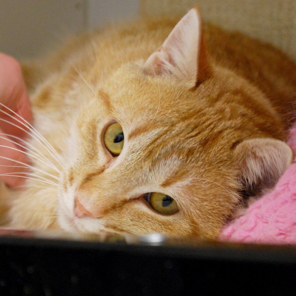 Enlarge Aizen, a Adoptable Domestic Medium Hair in North Battleford, SK image 2/3