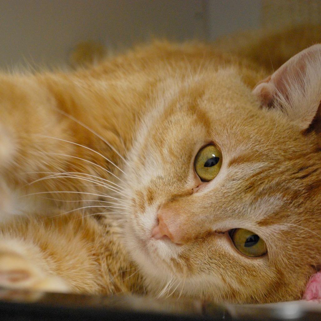 Enlarge Aizen, a Adoptable Domestic Medium Hair in North Battleford, SK image 3/3