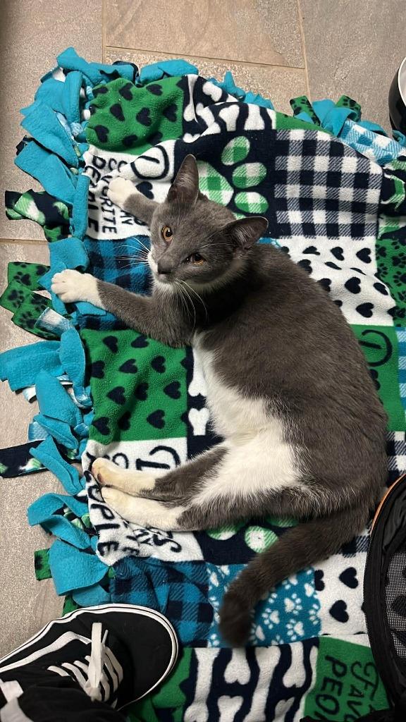 Leif, Adoptable, Young Female Domestic Short Hair.