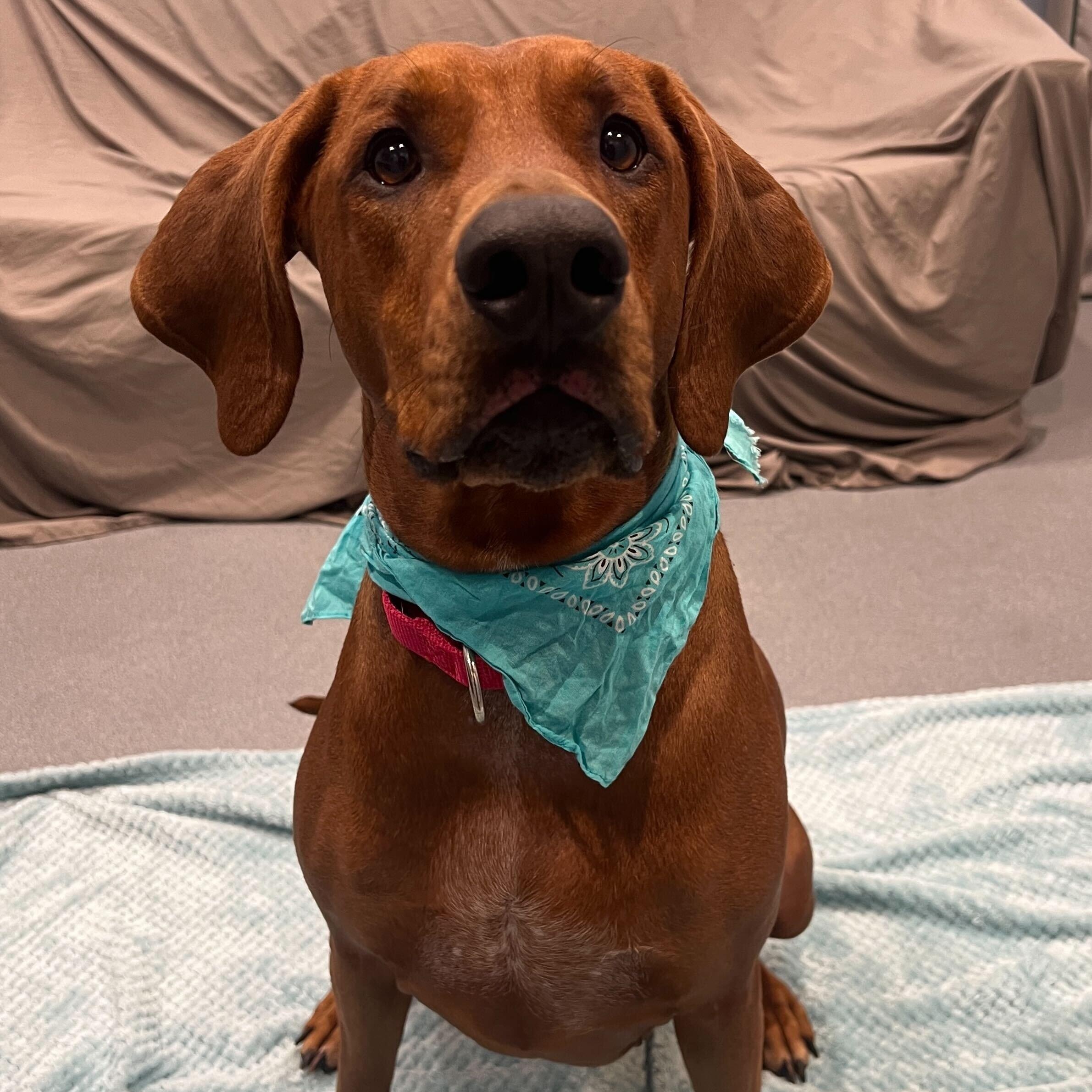 Enlarge Caramel, a ADOPTABLE mixed breed in Canal Winchester, OH image 1/5