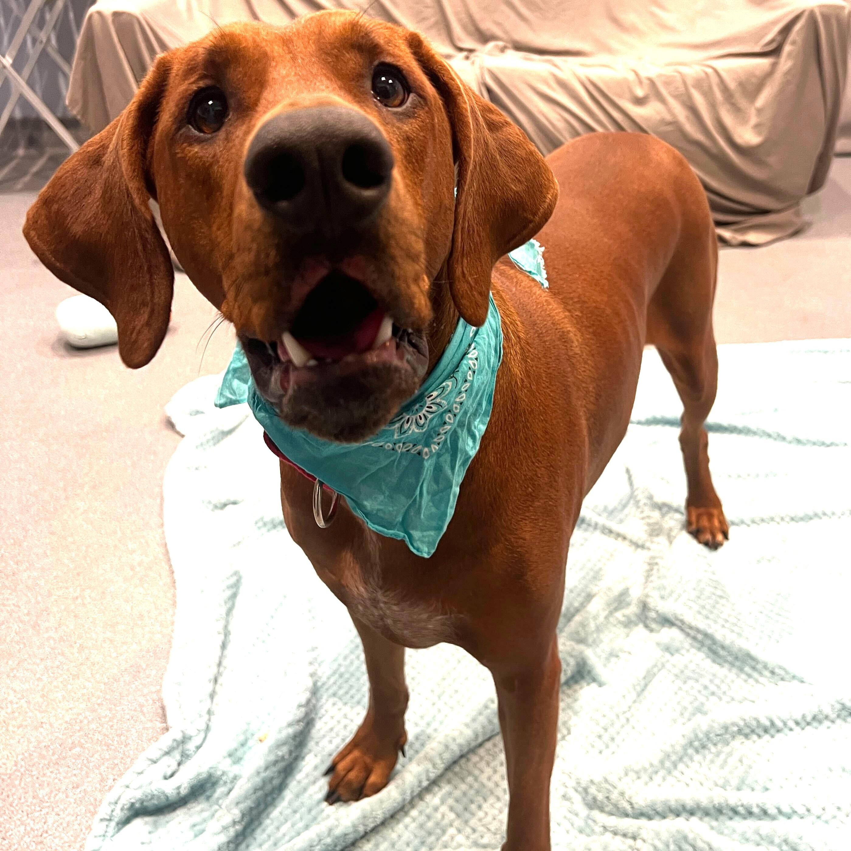 Enlarge Caramel, a ADOPTABLE mixed breed in Canal Winchester, OH image 5/5