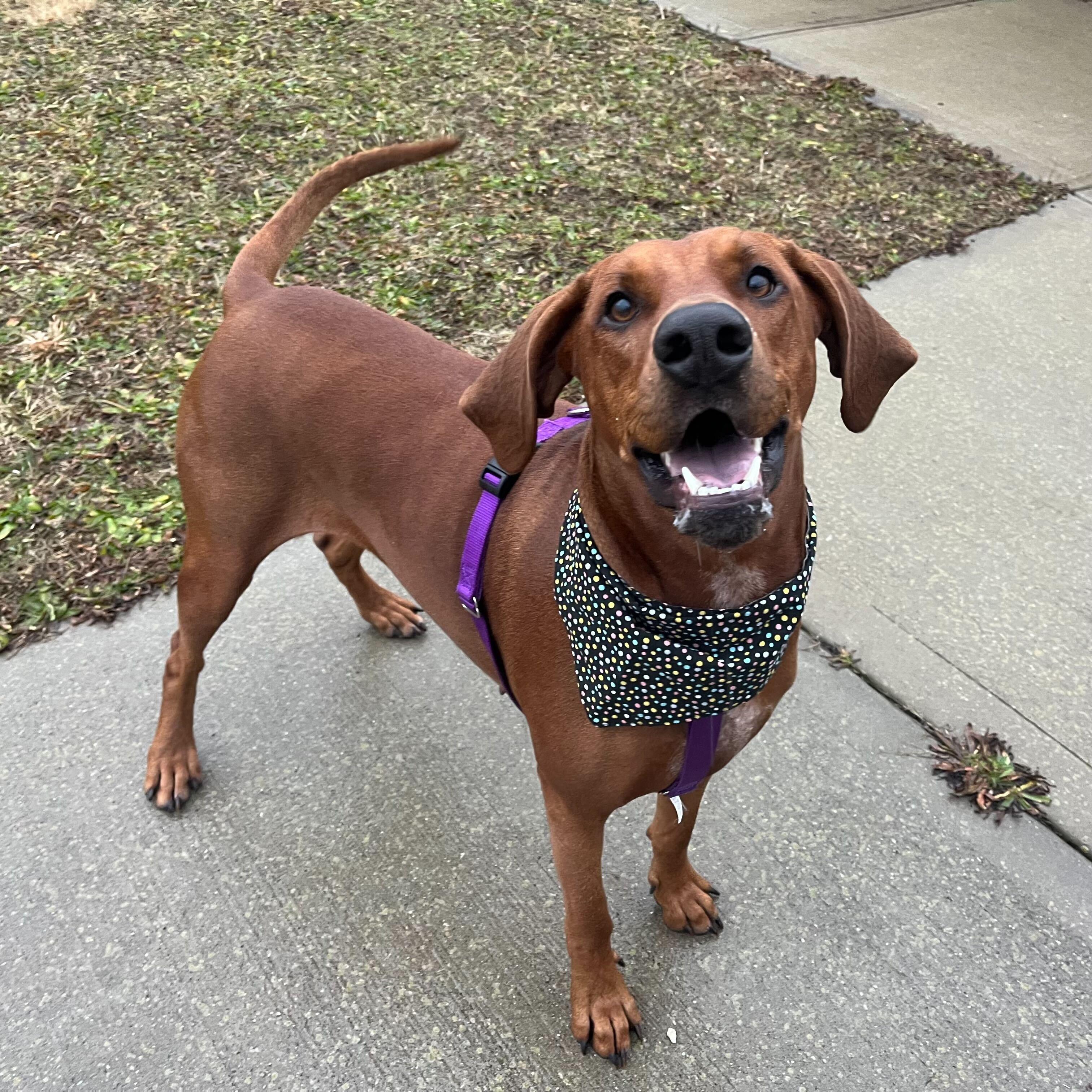Caramel, ADOPTABLE, Adult Female Redbone Coonhound.