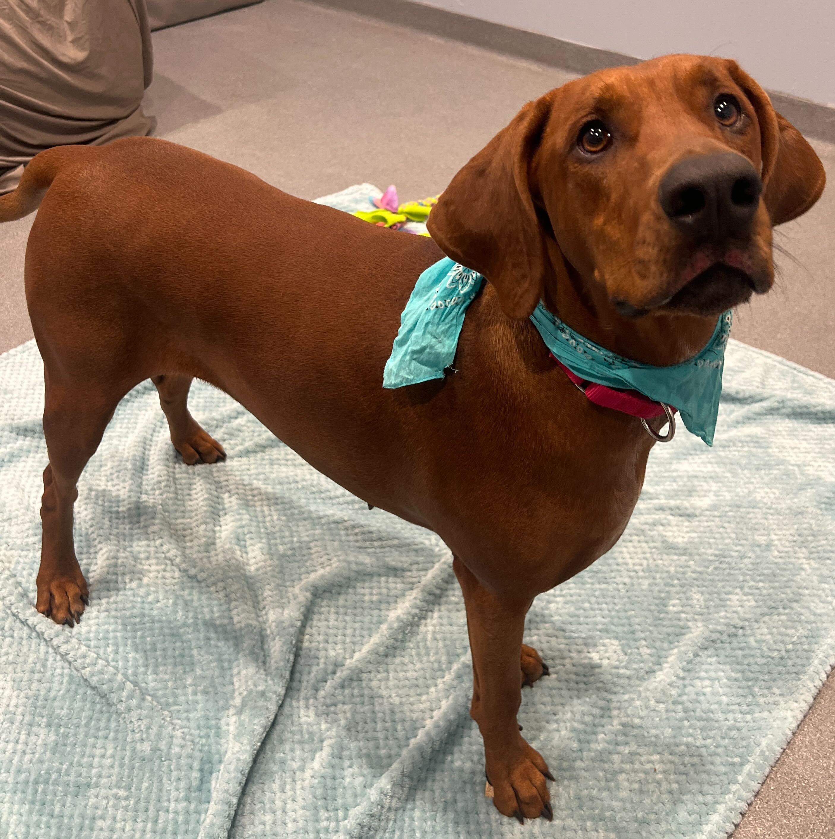 Enlarge Caramel, a ADOPTABLE mixed breed in Canal Winchester, OH image 3/5