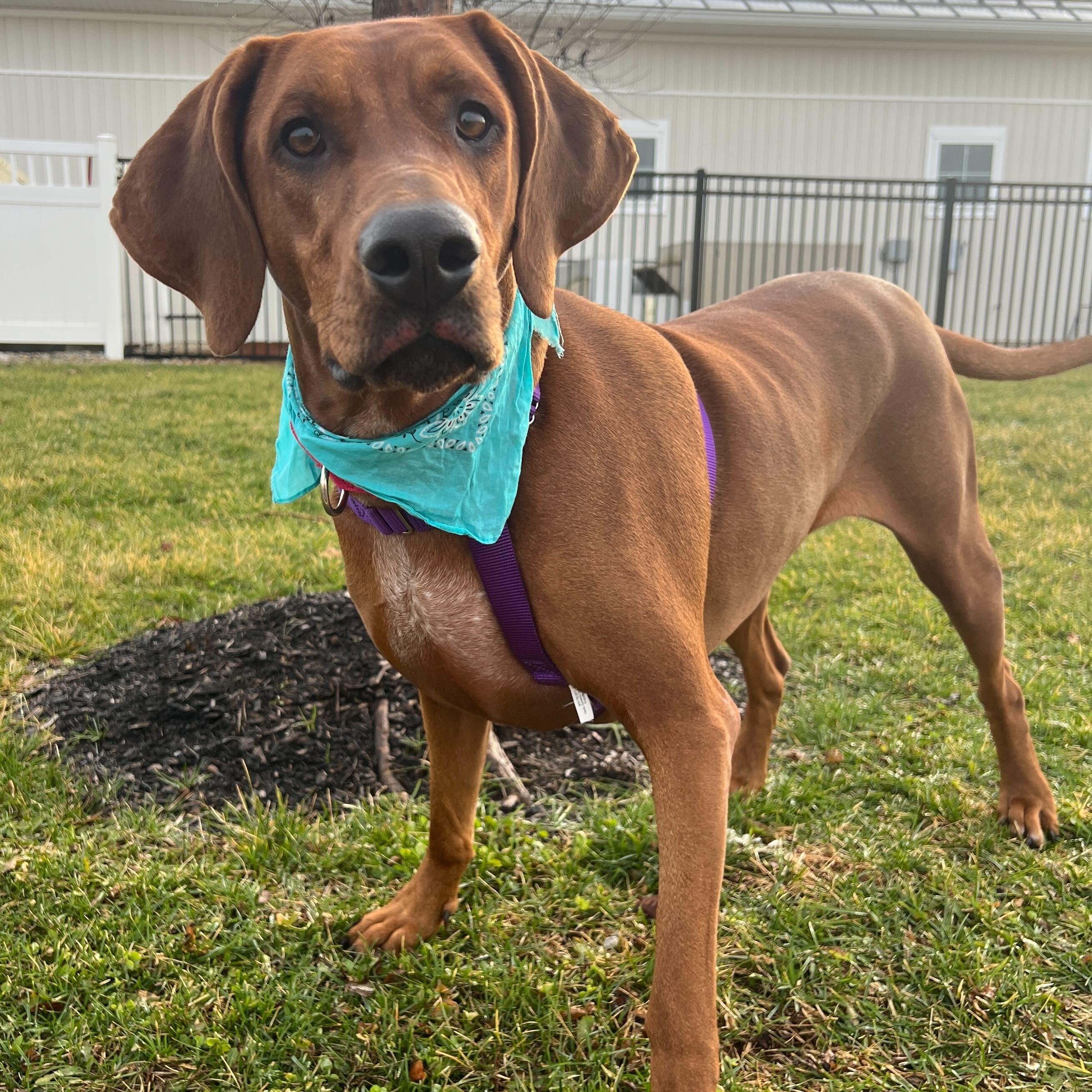 Enlarge Caramel, a ADOPTABLE mixed breed in Canal Winchester, OH image 2/5