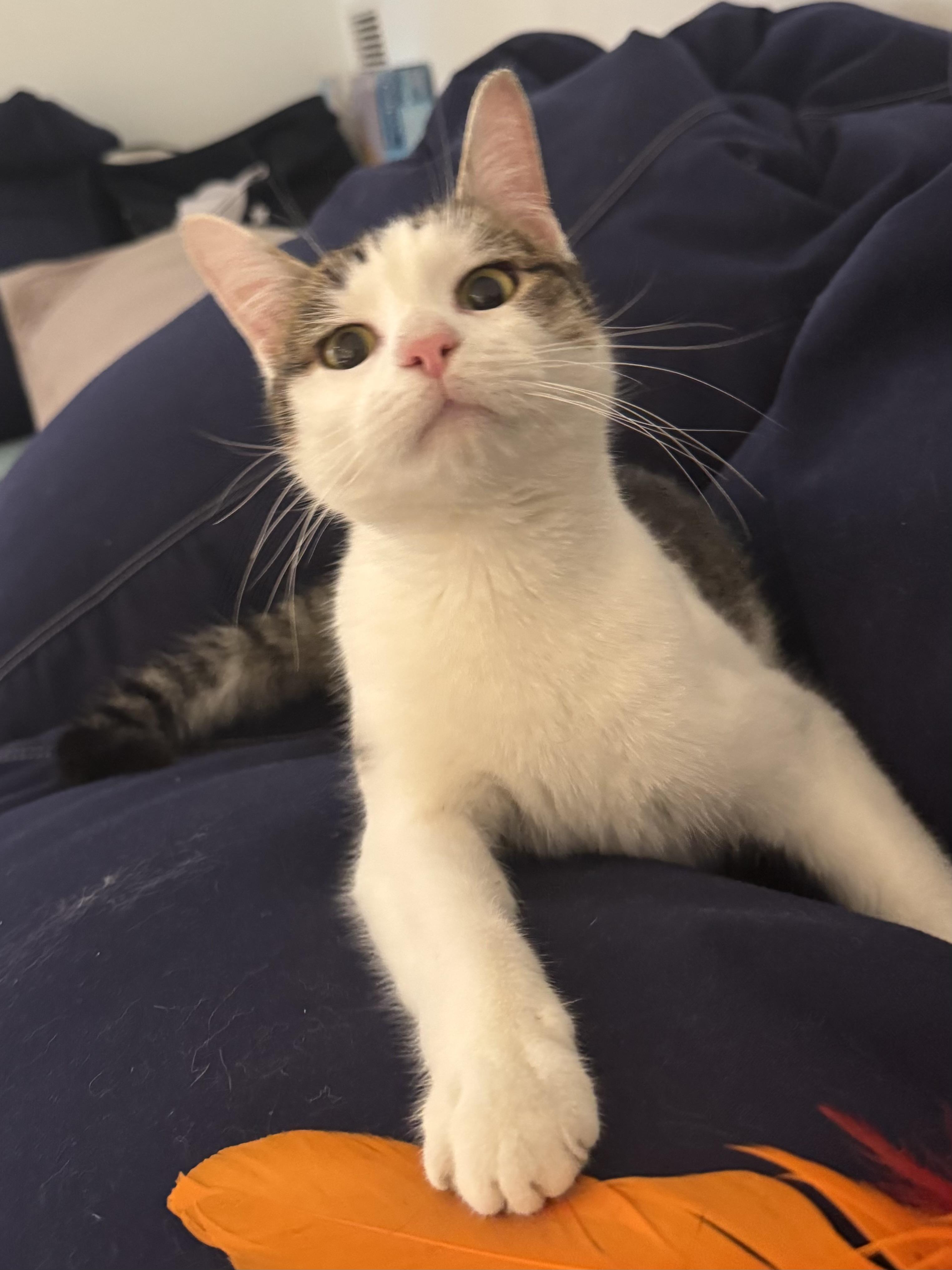 Enlarge Hiccup, an adoptable Domestic Short Hair in Ridgefield, CT image 4/6