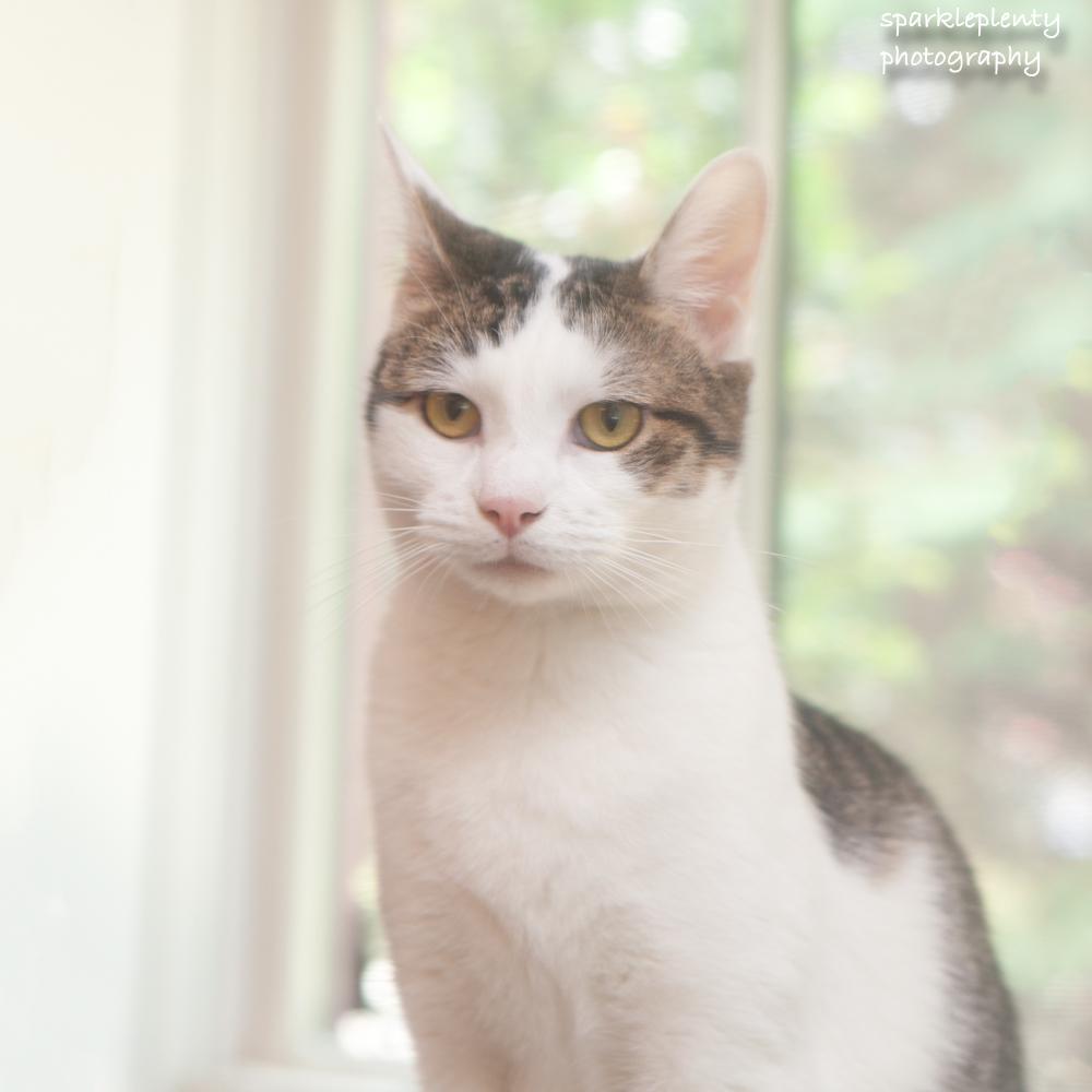 Hiccup, an adoptable Domestic Short Hair in Ridgefield, CT image 3/6