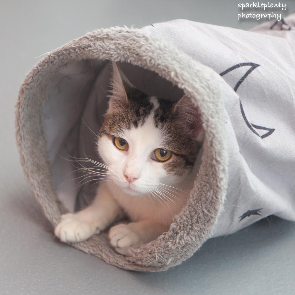 Hiccup, adoptable, Young Male Domestic Short Hair.