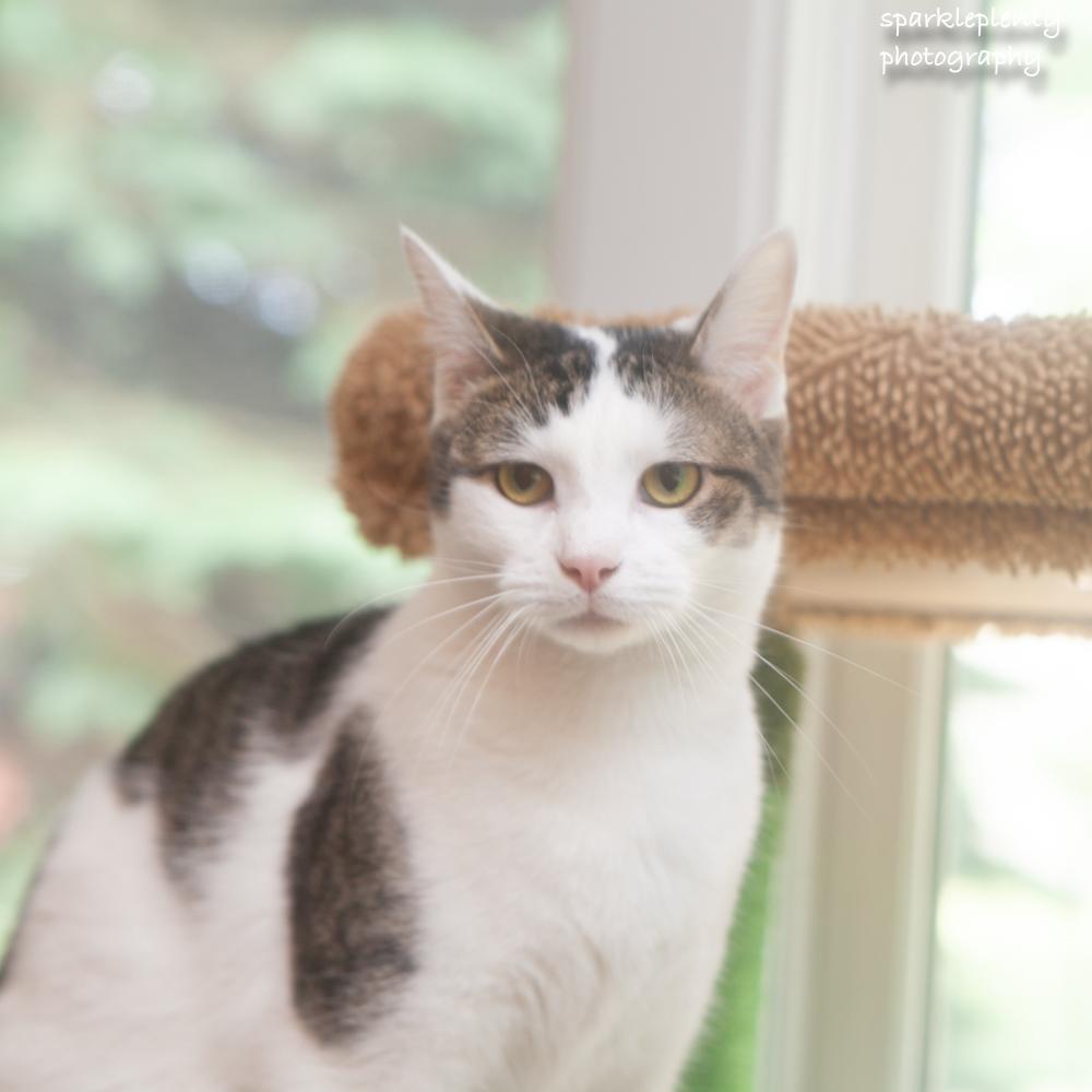 Hiccup, an adoptable Domestic Short Hair in Ridgefield, CT image 1/6