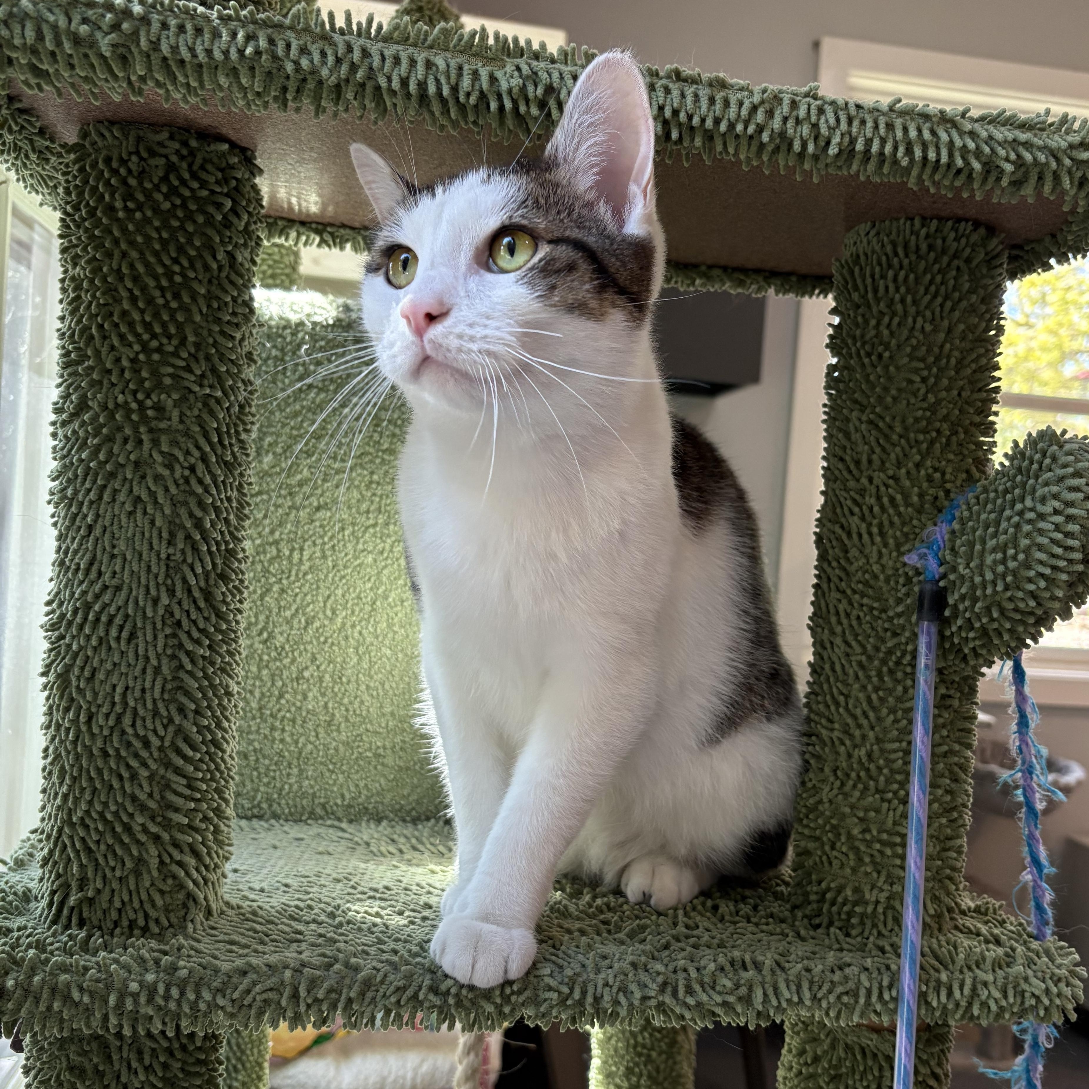 Hiccup, an adoptable Domestic Short Hair in Ridgefield, CT image 2/6