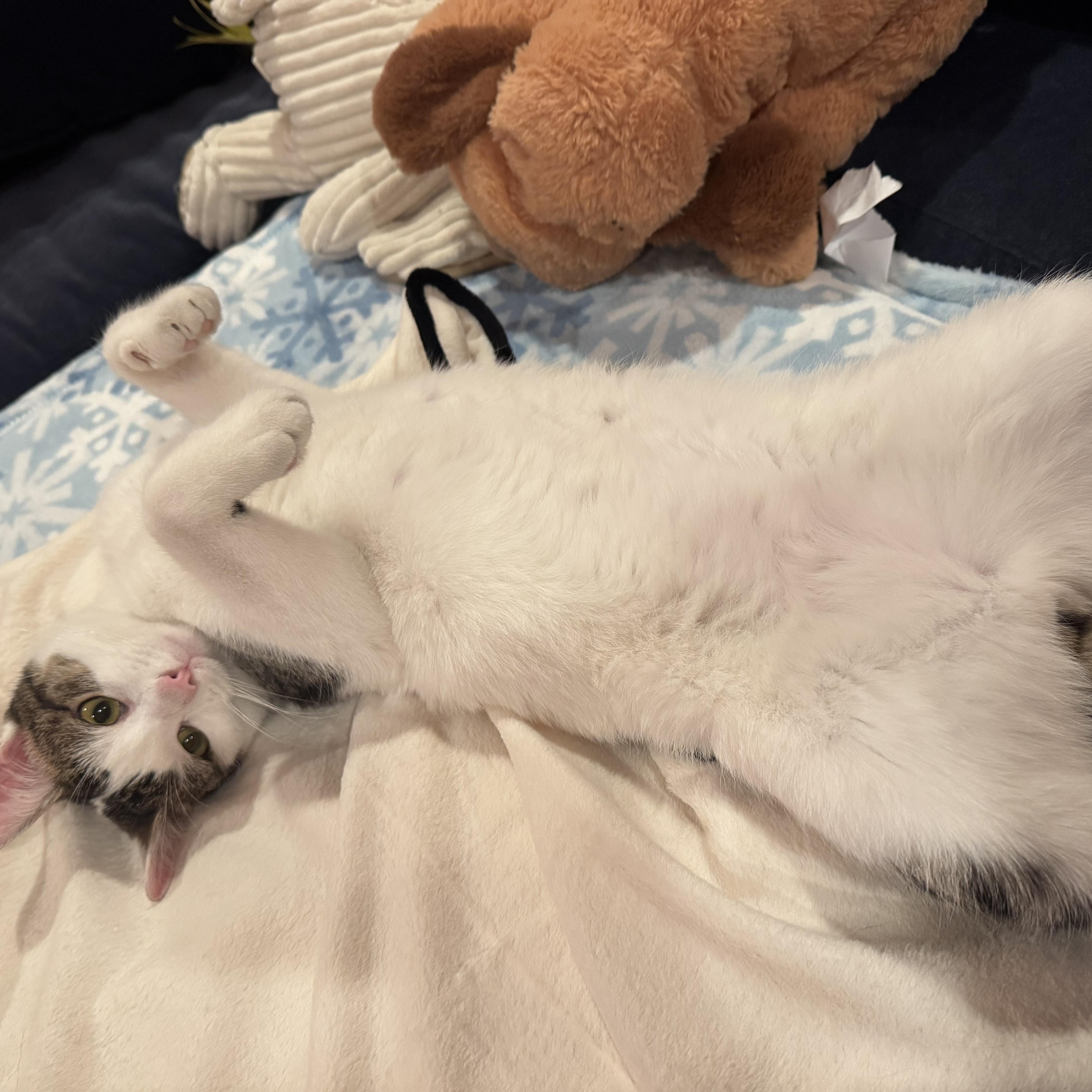 Enlarge Hiccup, an adoptable Domestic Short Hair in Ridgefield, CT image 5/6