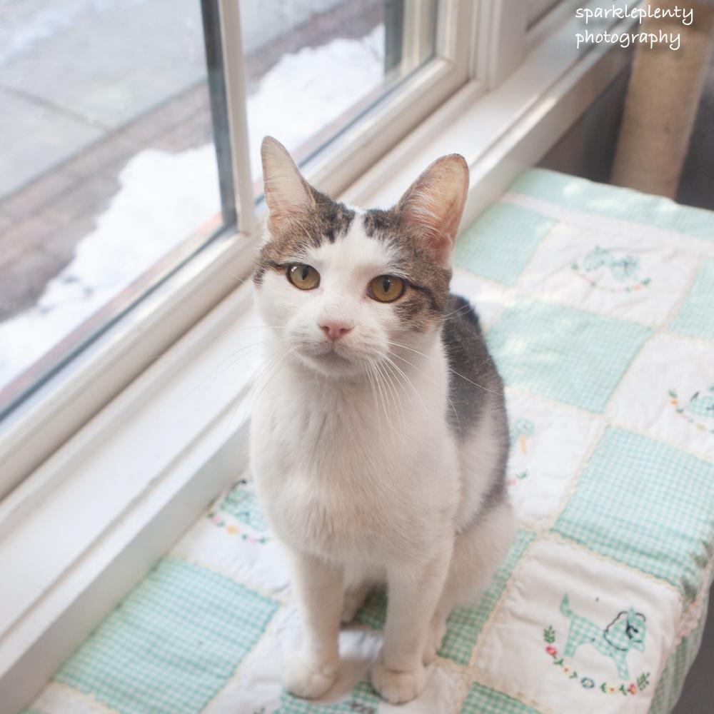 Hiccup, an adoptable Domestic Short Hair in Ridgefield, CT image 3/3