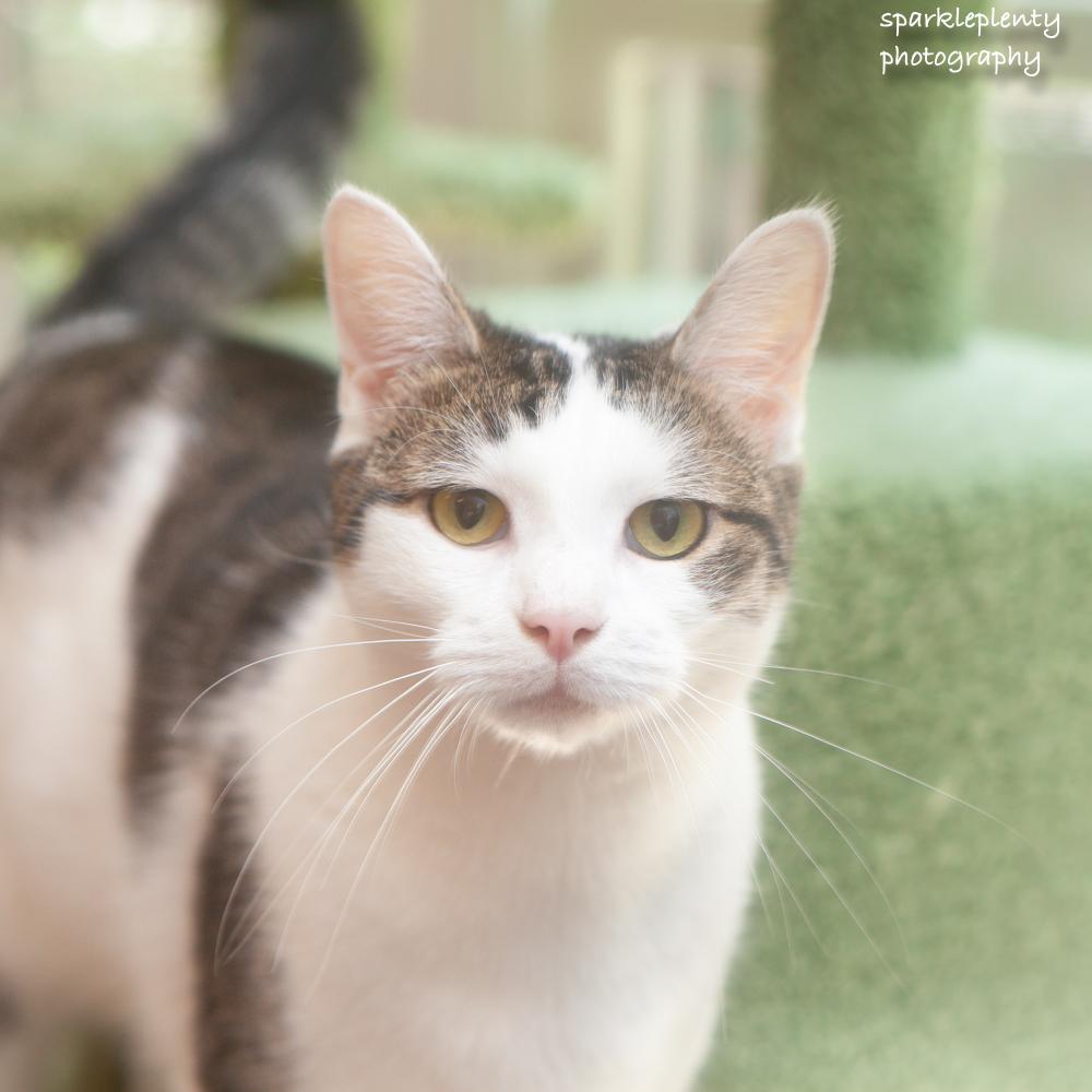 Hiccup, an adoptable Domestic Short Hair in Ridgefield, CT image 2/6