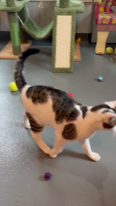Enlarge Hiccup, an adoptable Domestic Short Hair in Ridgefield, CT video 6/6