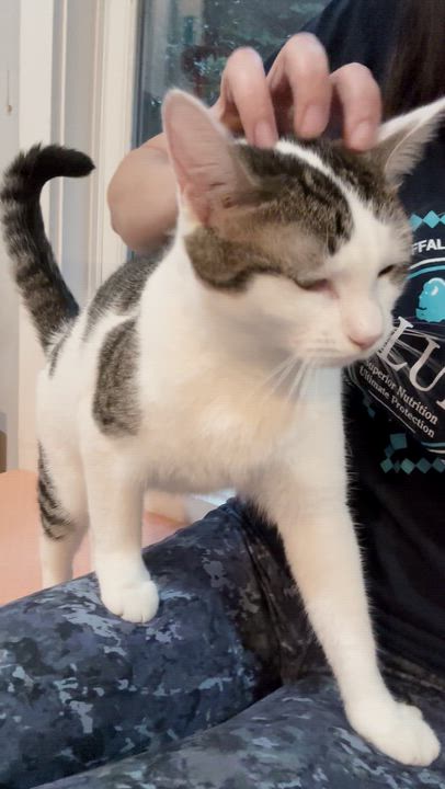 Enlarge Hiccup, an adoptable Domestic Short Hair in Ridgefield, CT video 5/6