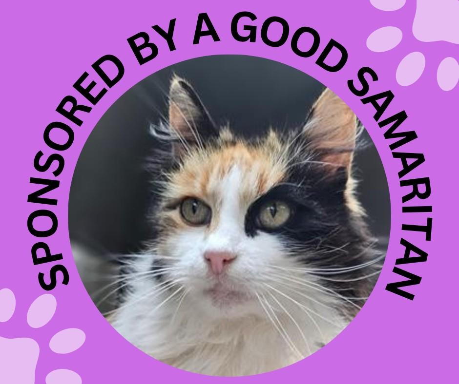 Enlarge FLUFFY, a Adoptable Domestic Medium Hair in Santa Cruz, CA image 1/1