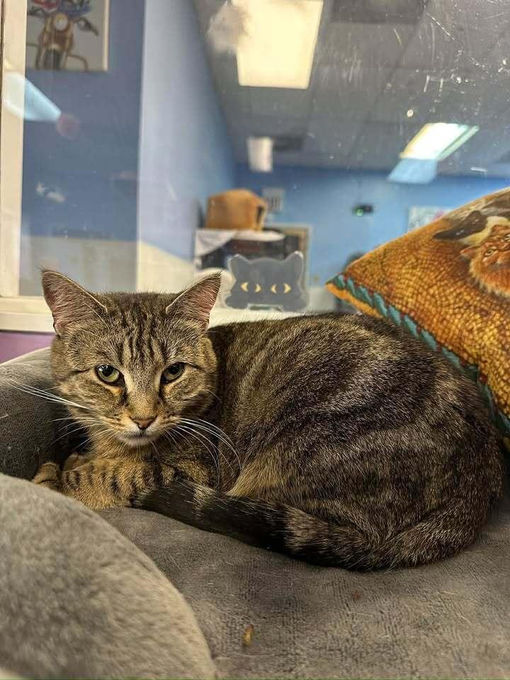 Aurora, Adoptable, Adult Female Domestic Short Hair.