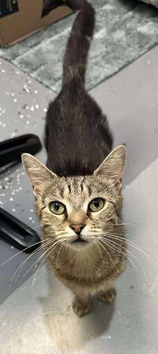 Enlarge Aurora, a Adoptable mixed breed in Woodbridge, VA image 1/3