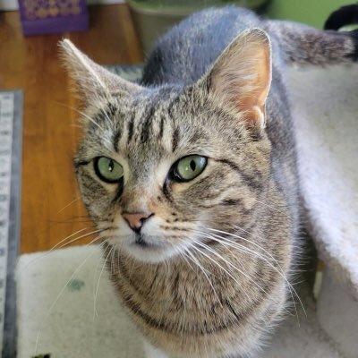 Enlarge Aurora, a Adoptable mixed breed in Woodbridge, VA image 2/3