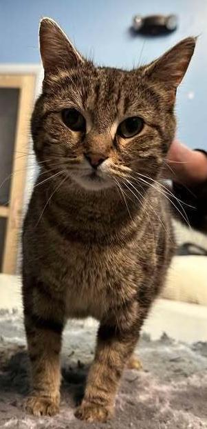 Enlarge Aurora, a Adoptable mixed breed in Woodbridge, VA image 3/3