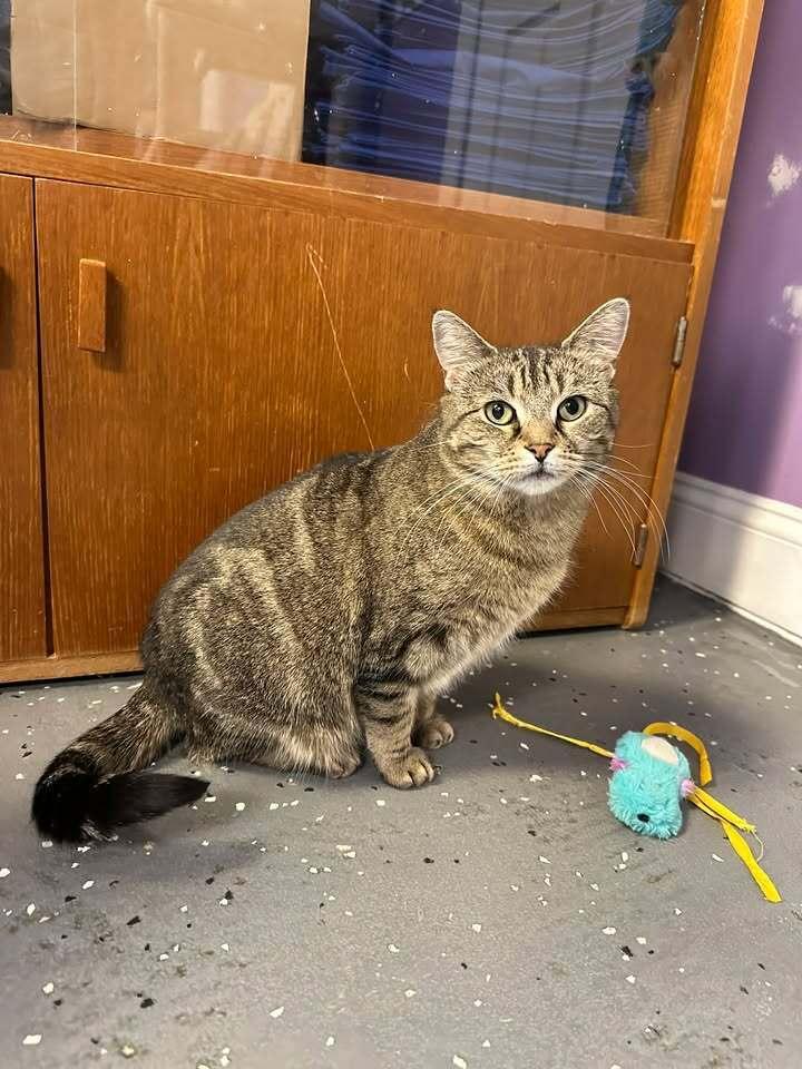 Enlarge Aurora, a Adoptable mixed breed in Woodbridge, VA image 4/6