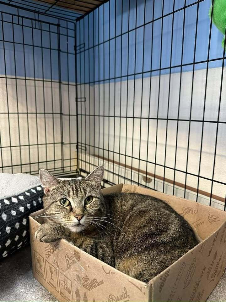 Enlarge Aurora, a Adoptable mixed breed in Woodbridge, VA image 5/6