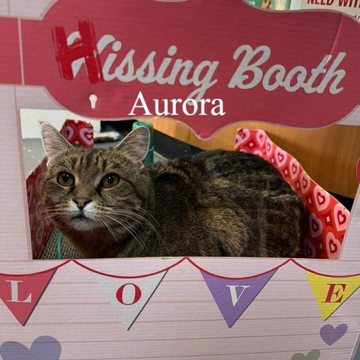 Enlarge Aurora, a Adoptable mixed breed in Woodbridge, VA image 4/4