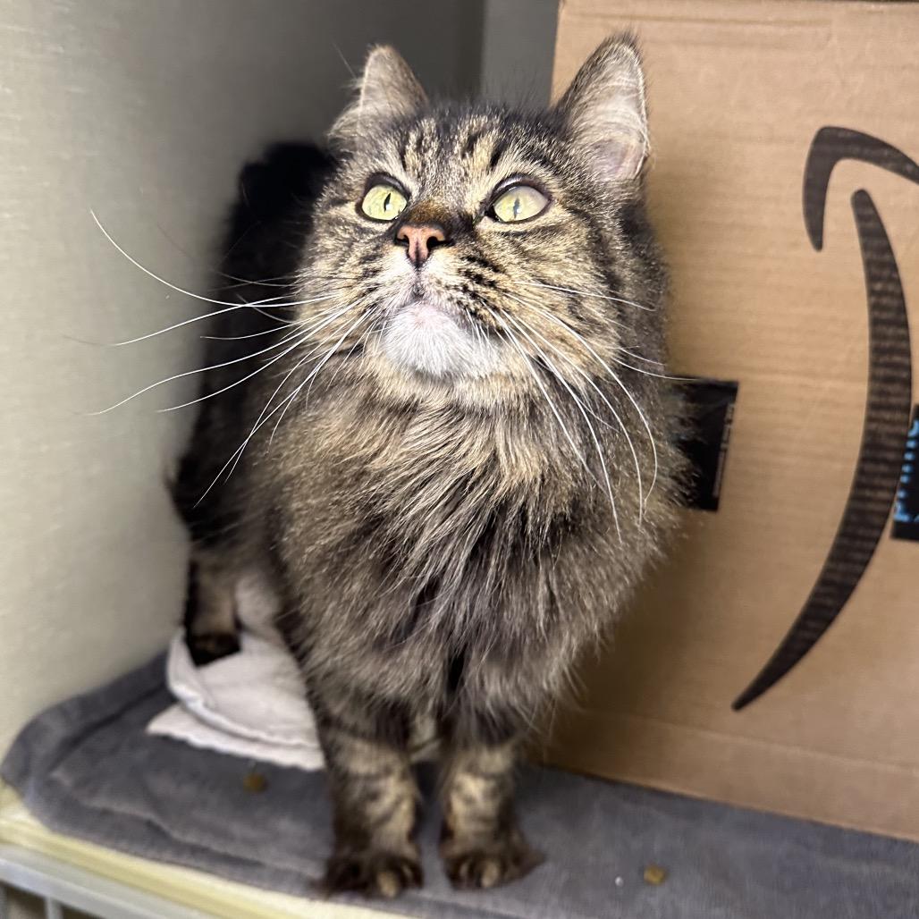Enlarge Lily, a Adoptable Domestic Medium Hair in Glenwood Springs, CO image 1/6