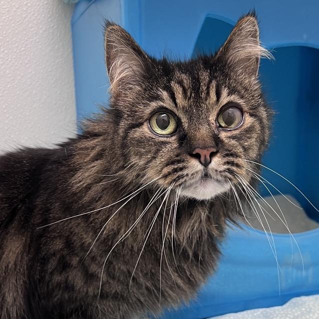 Enlarge Lily, a Adoptable Domestic Medium Hair in Glenwood Springs, CO image 2/6
