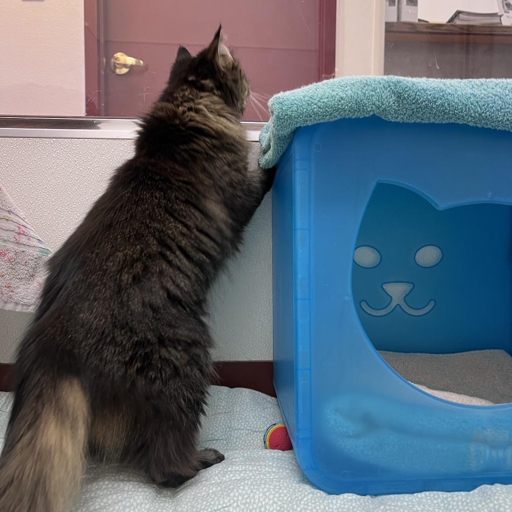 Enlarge Lily, a Adoptable Domestic Medium Hair in Glenwood Springs, CO image 4/6