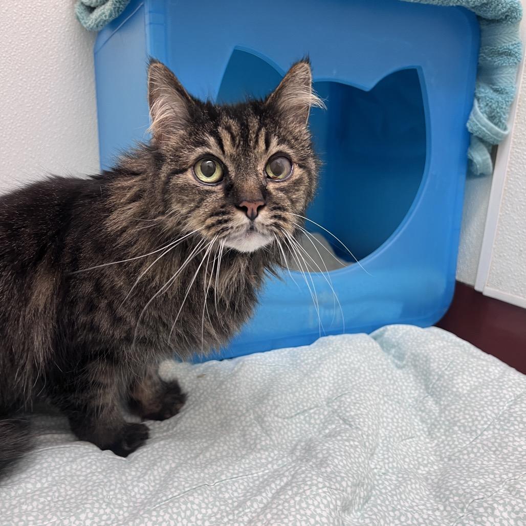 Enlarge Lily, a Adoptable Domestic Medium Hair in Glenwood Springs, CO image 5/6