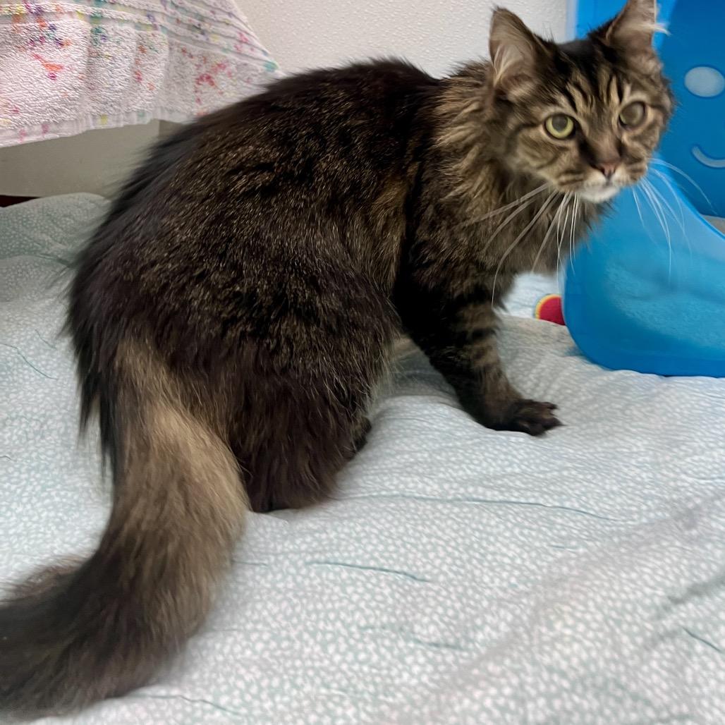 Enlarge Lily, a Adoptable Domestic Medium Hair in Glenwood Springs, CO image 6/6