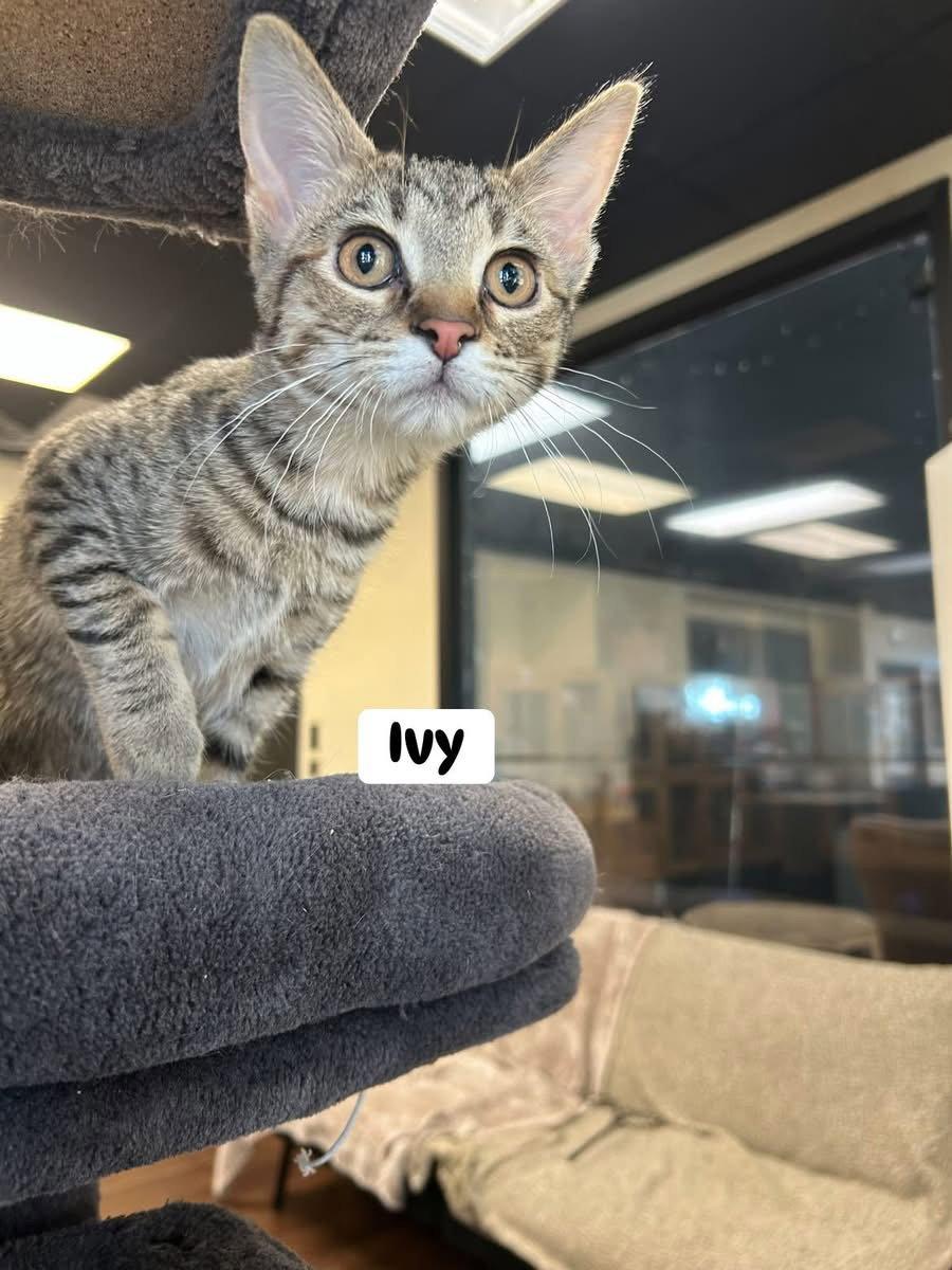 Ivy photo