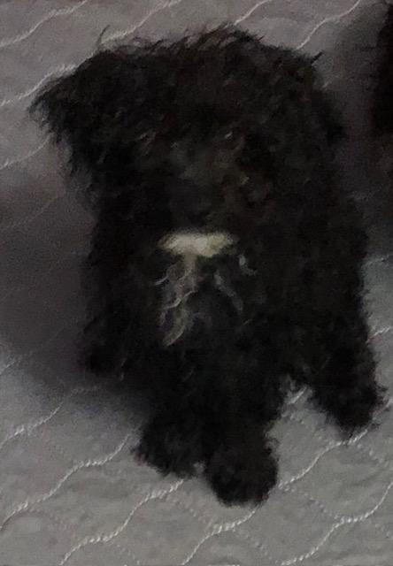 Mouse, adopted, Puppy Male Havanese & Poodle (Toy).