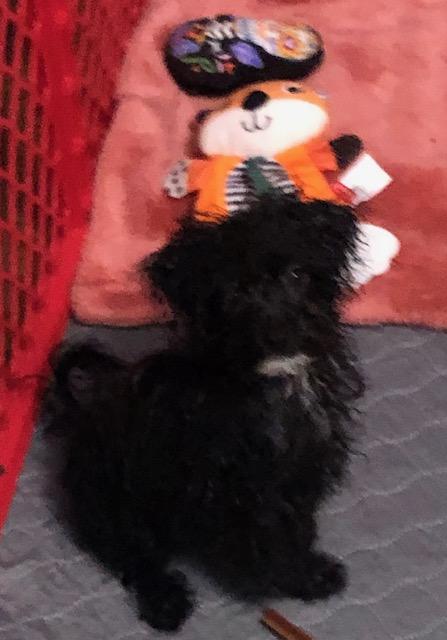 Enlarge Mouse, an adopted mixed breed in Colleyville, TX image 2/2