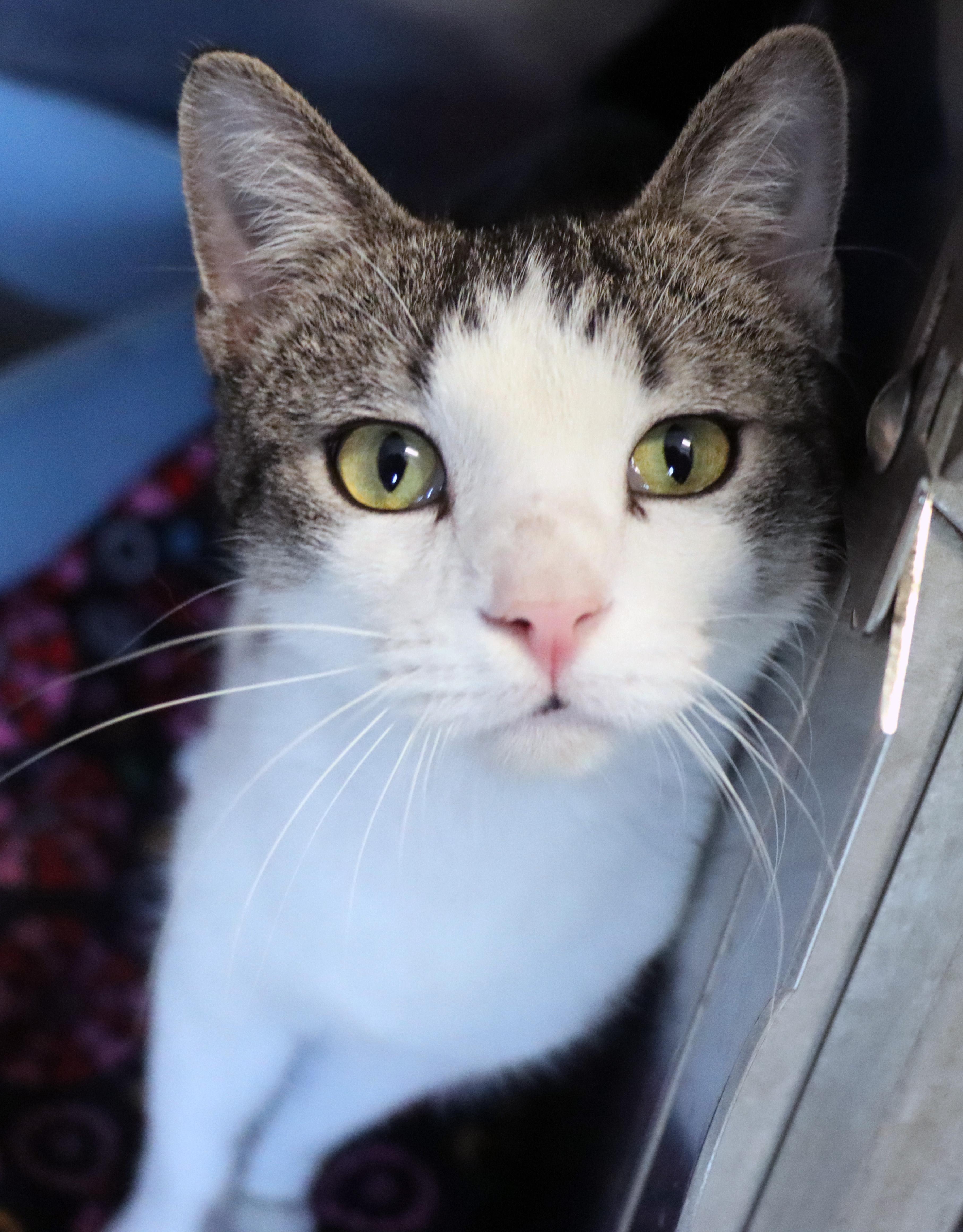 Enlarge Pot O Gold, an adopted Domestic Short Hair in House Springs, MO image 1/1
