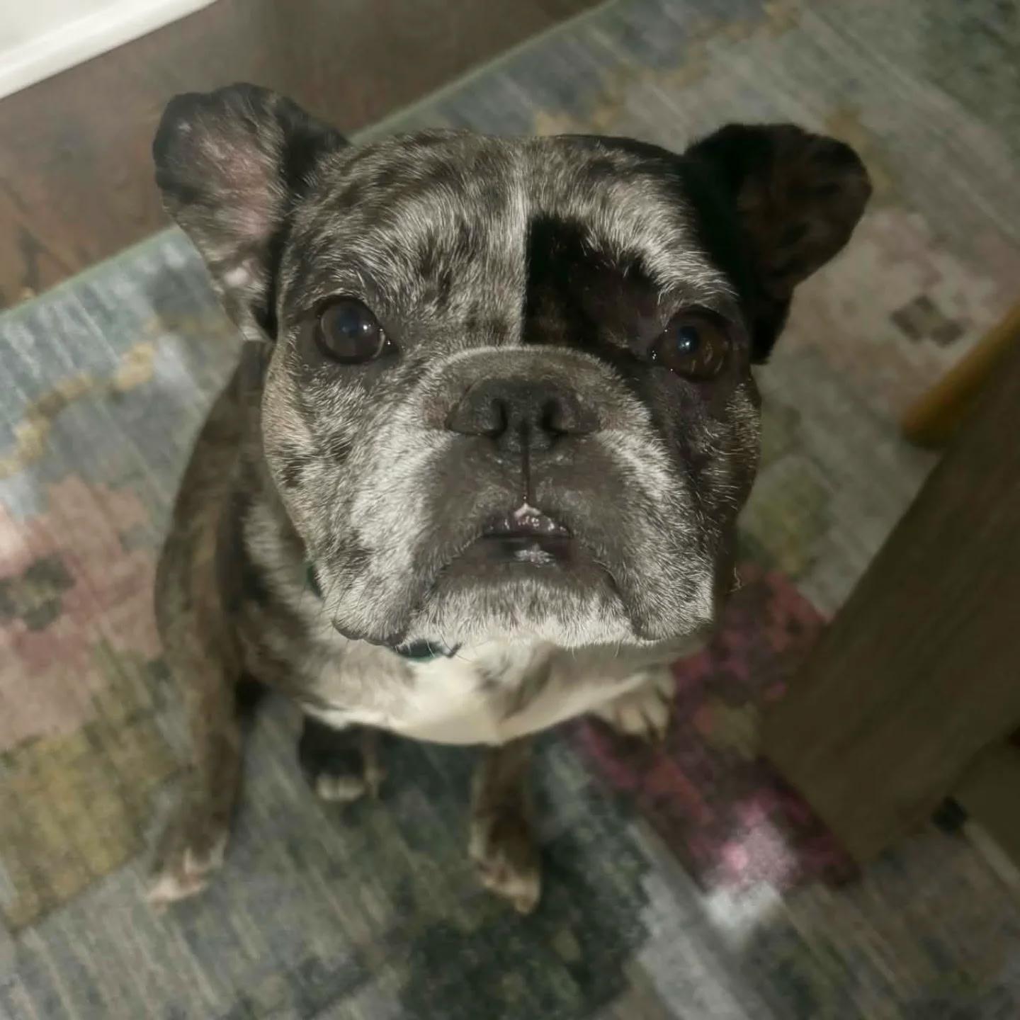 Ellie, ADOPTABLE, Adult Female French Bulldog.