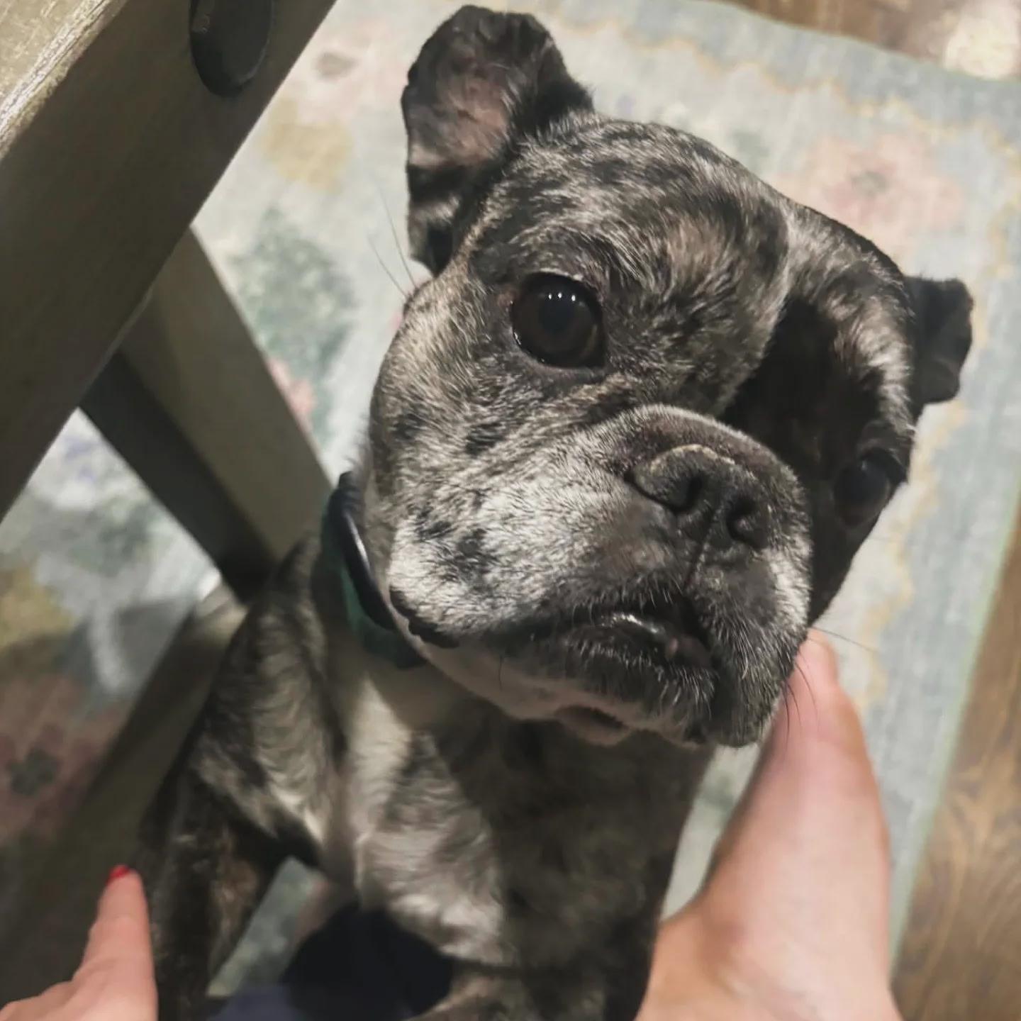 Ellie, a ADOPTABLE French Bulldog in Franklin, TN image 2/3