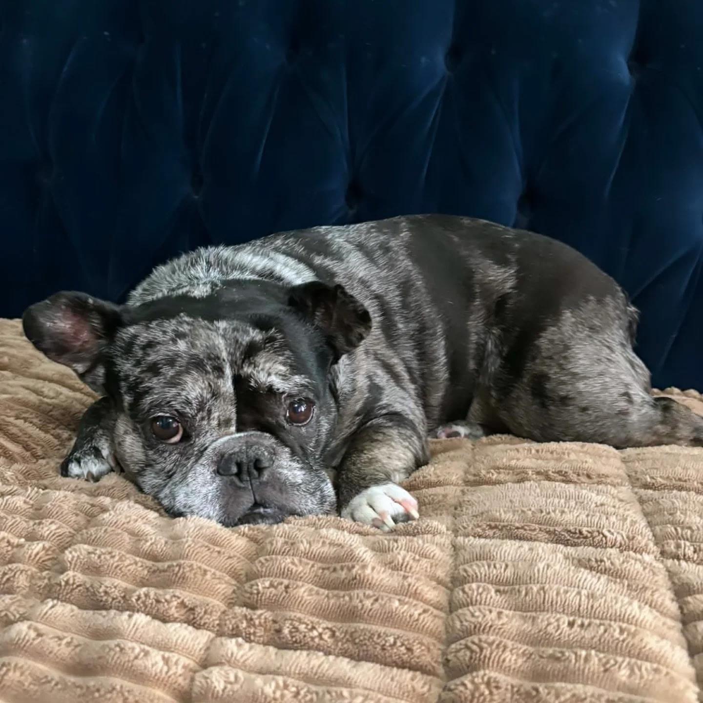 Ellie, a ADOPTABLE French Bulldog in Franklin, TN image 3/3