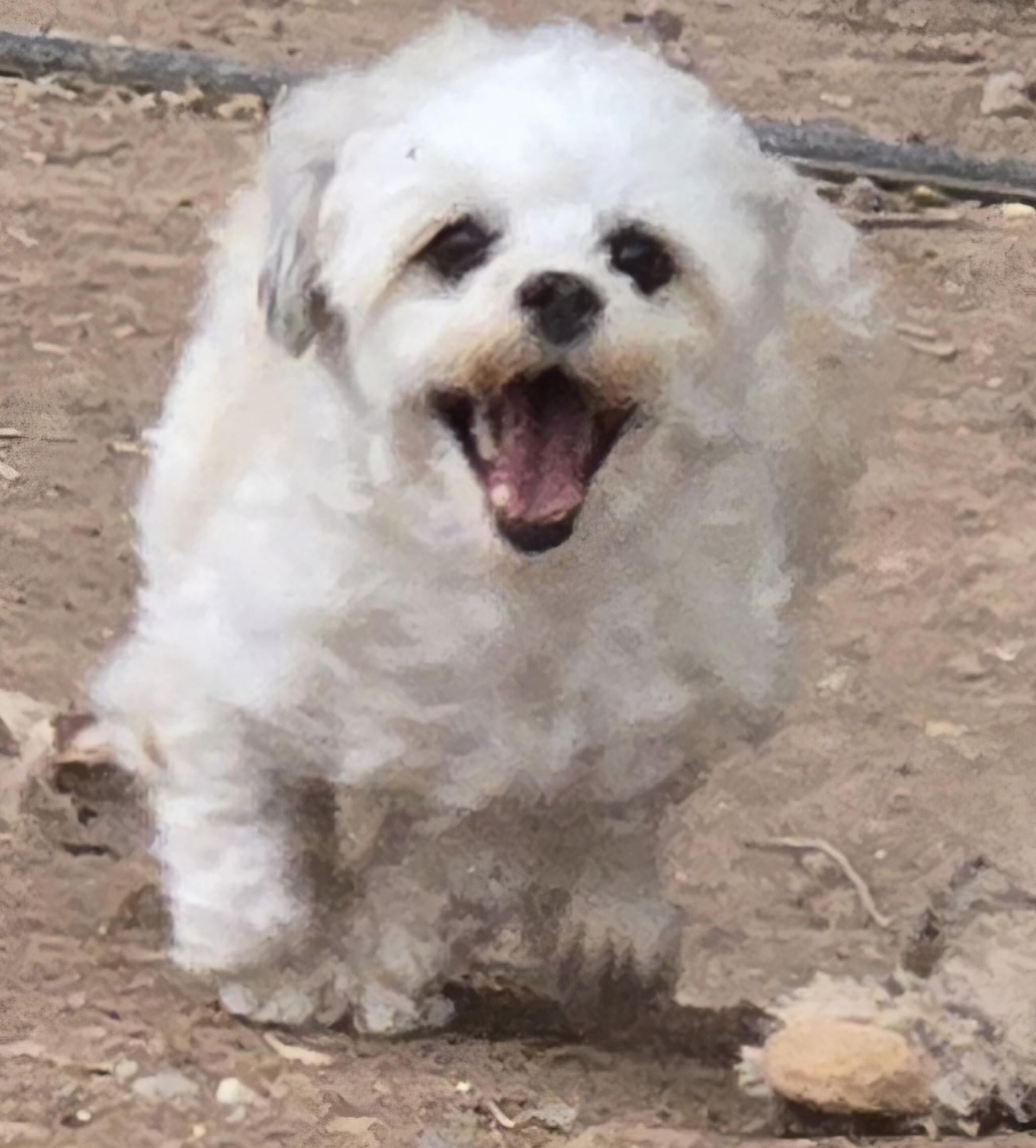 **LOLA - Bio Below, a ADOPTABLE mixed breed in Peralta, NM image 5/6