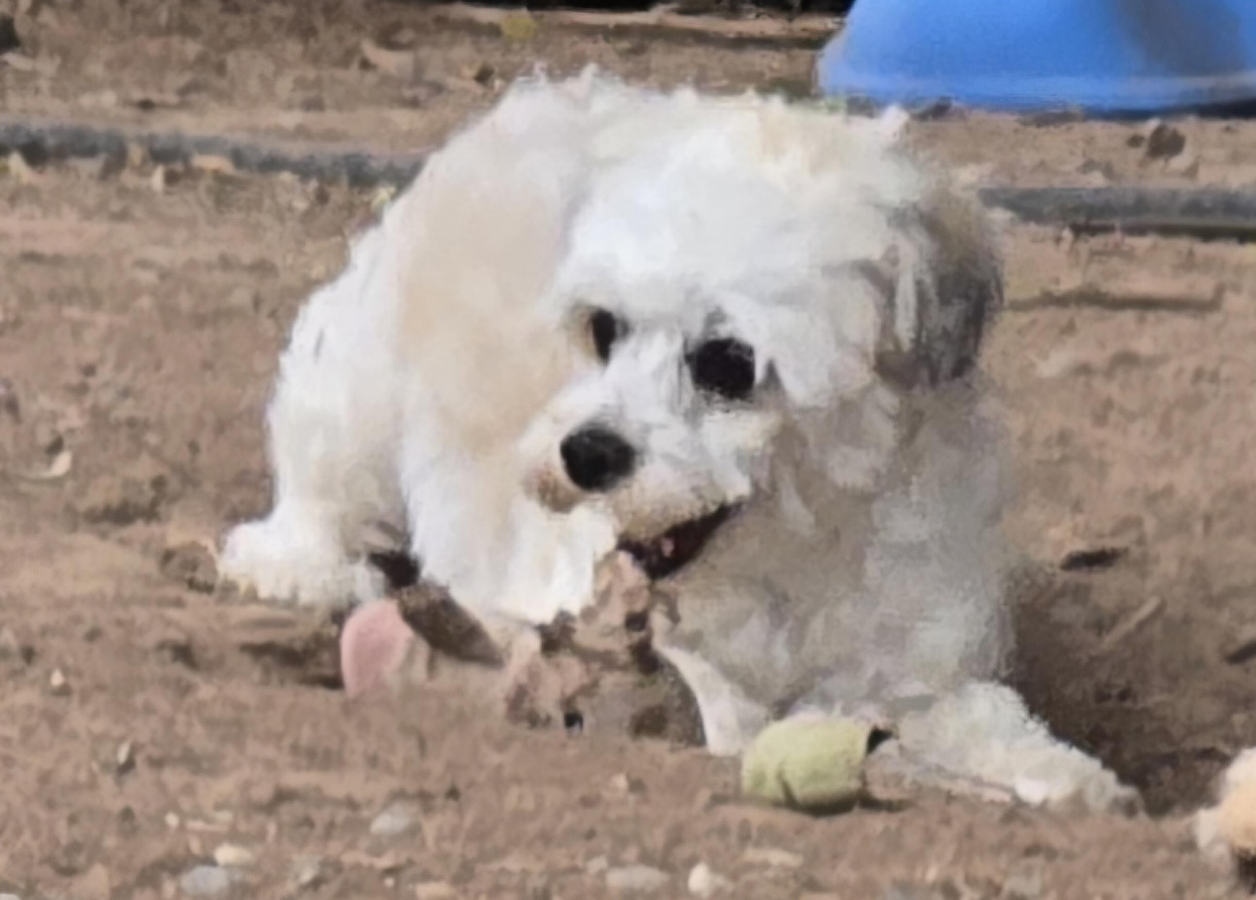 **LOLA - Bio Below, a ADOPTABLE mixed breed in Peralta, NM image 1/6