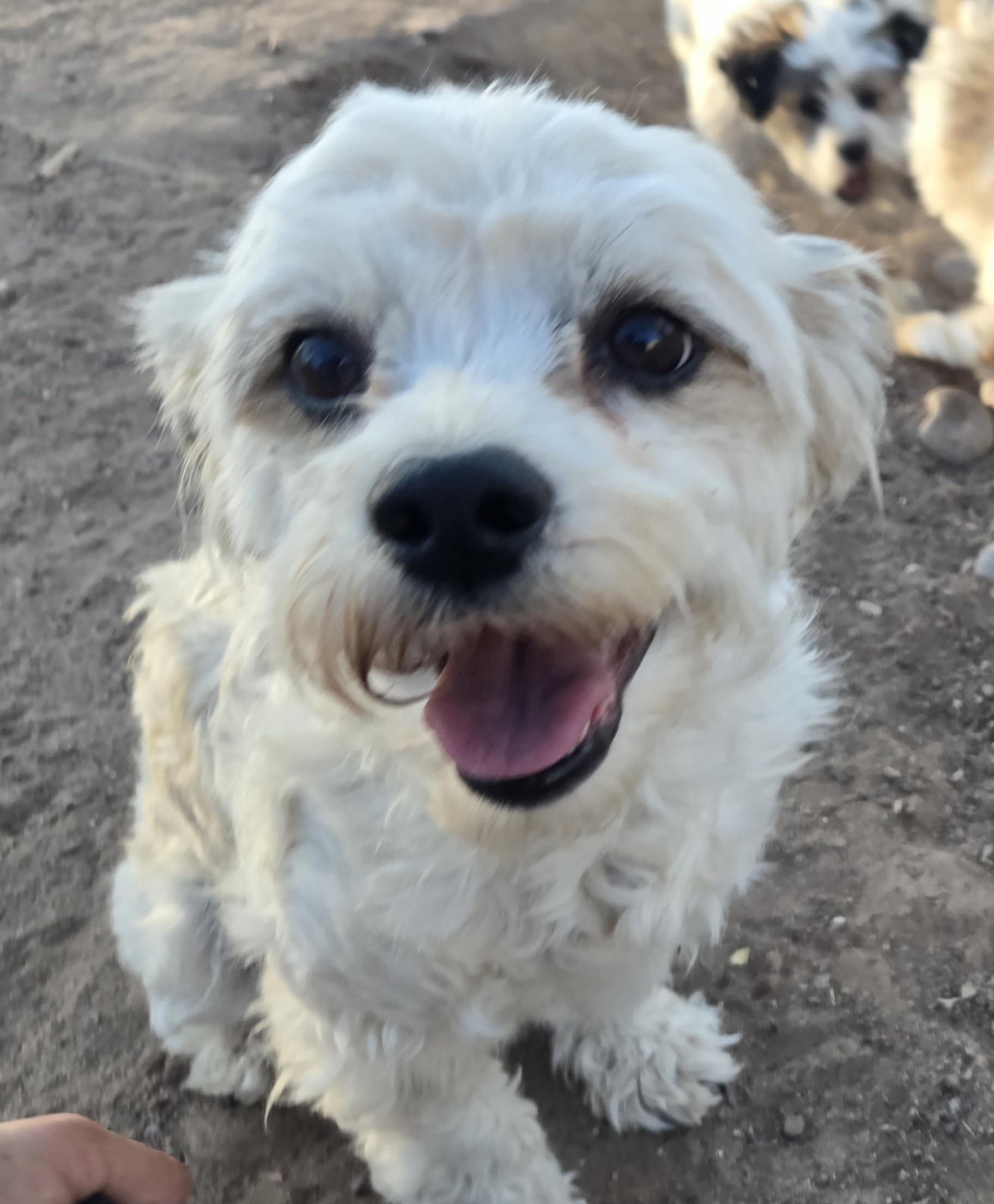 Enlarge **LOLA - Bio Below, a ADOPTABLE mixed breed in Peralta, NM image 1/6