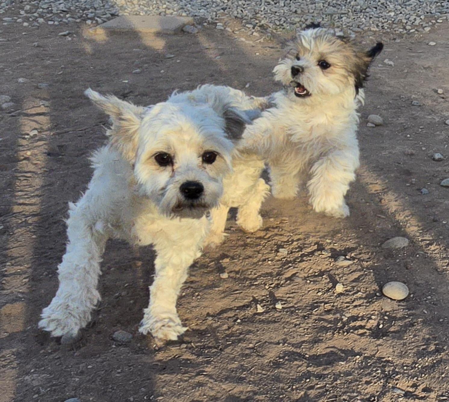 Enlarge **LOLA - Bio Below, a ADOPTABLE mixed breed in Peralta, NM image 4/6